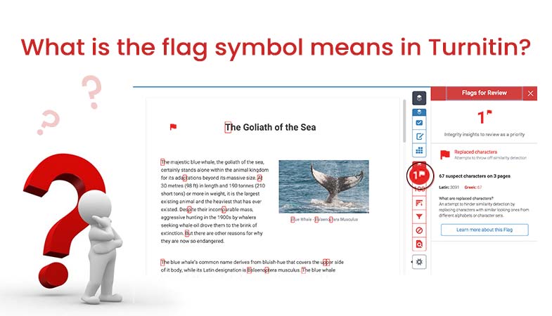 Turnitin Flag Symbol Meaning Research Experts